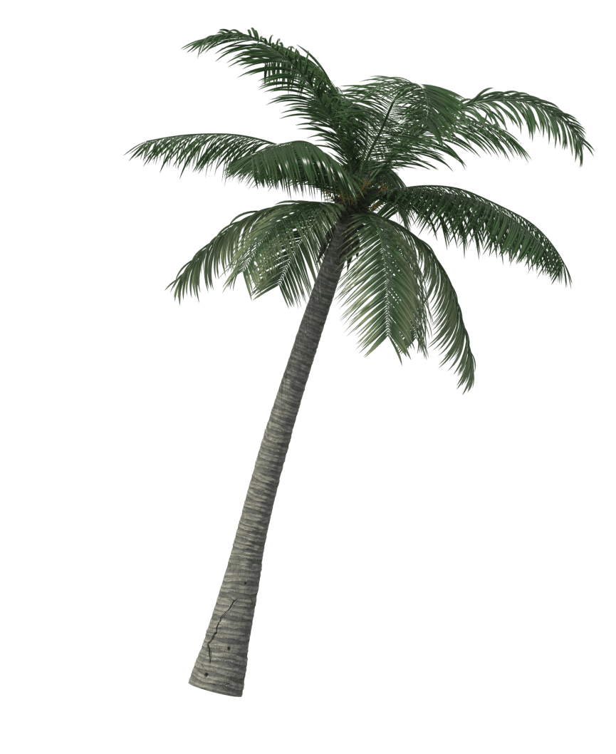 hero palm image