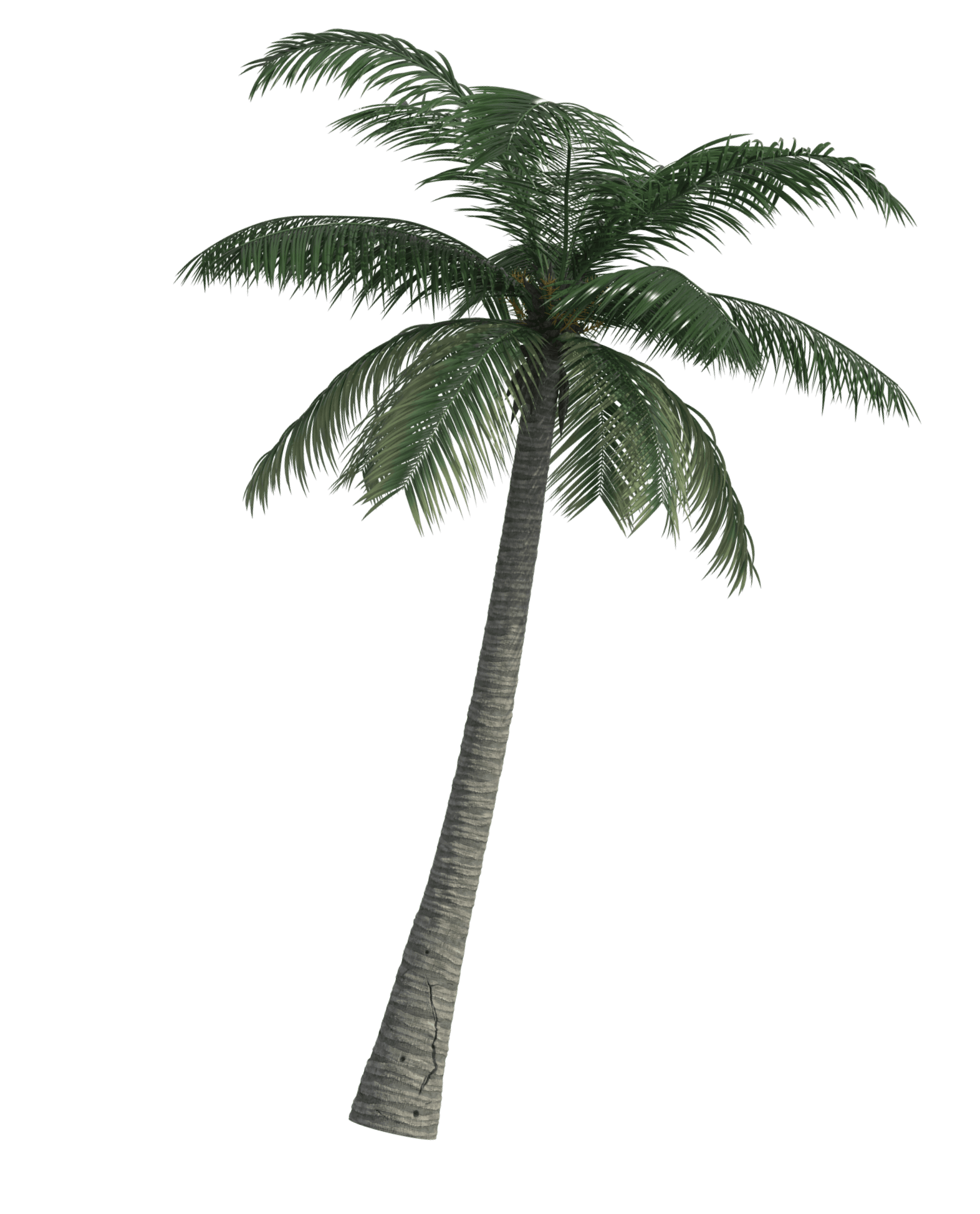 hero palm image