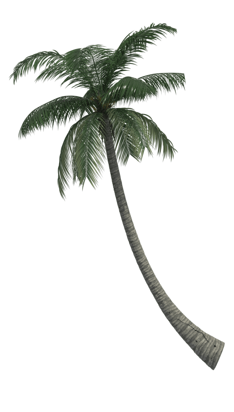 hero palm image