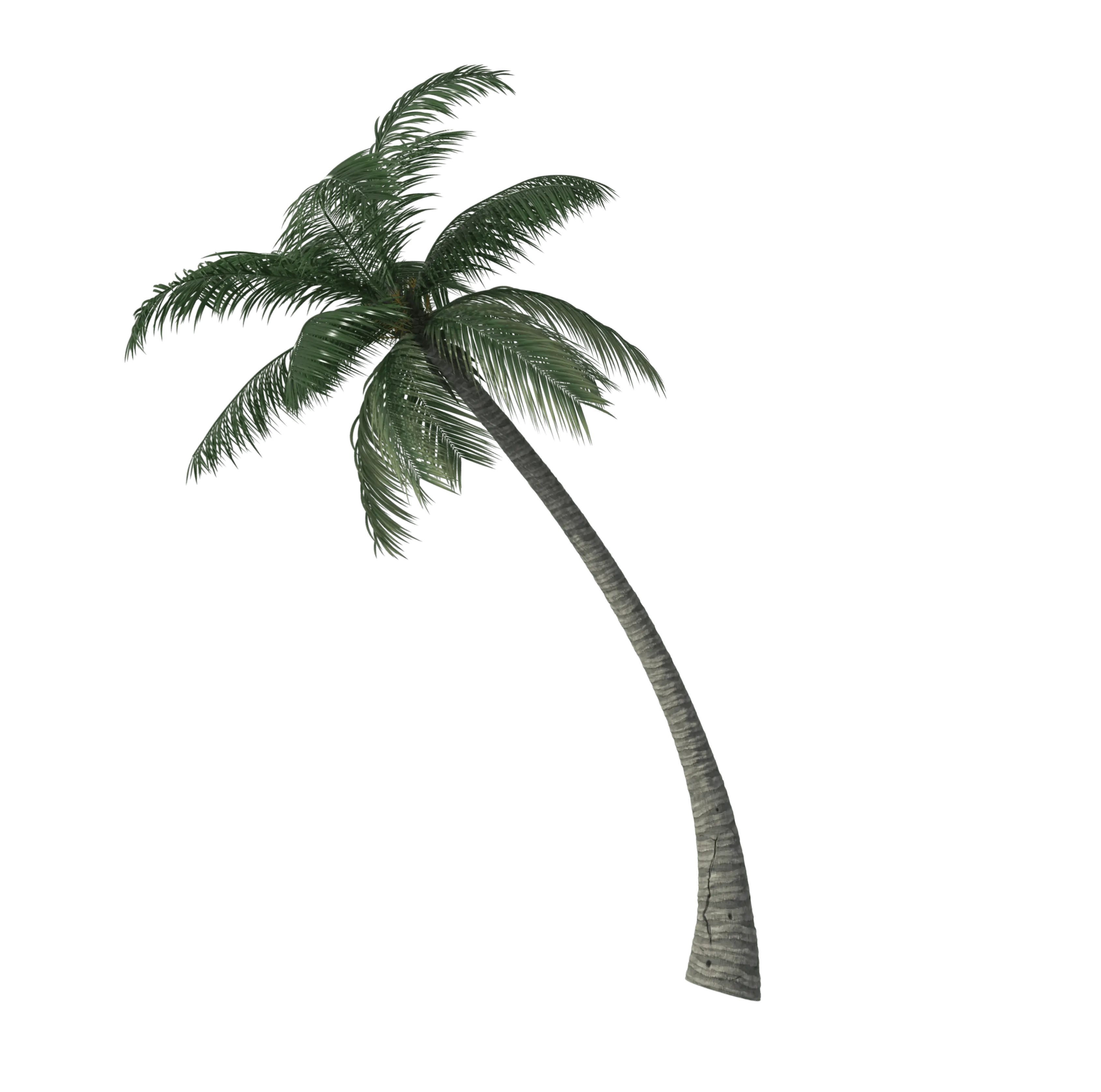 hero palm image